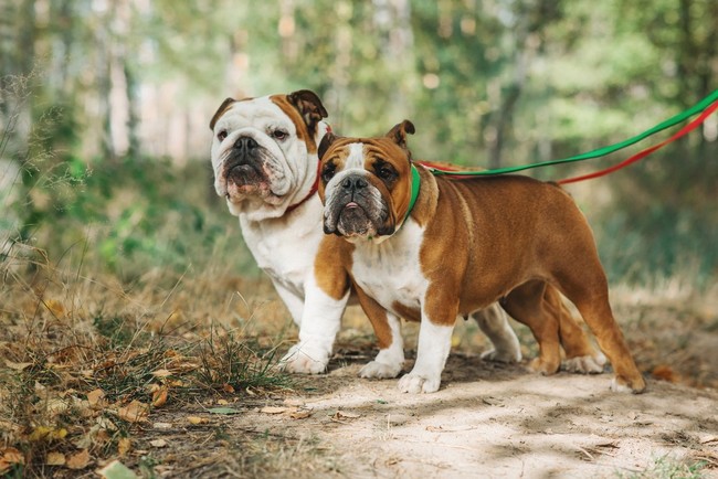 Buldogi angielskie
