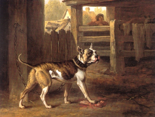 buldog anielski z dawnych czasów
