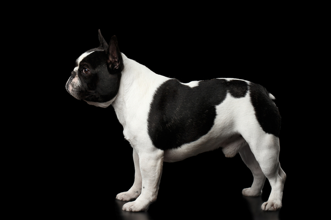 francuski pies buldog francuski francuskie psy do towarzystwa buldogi francuskie
