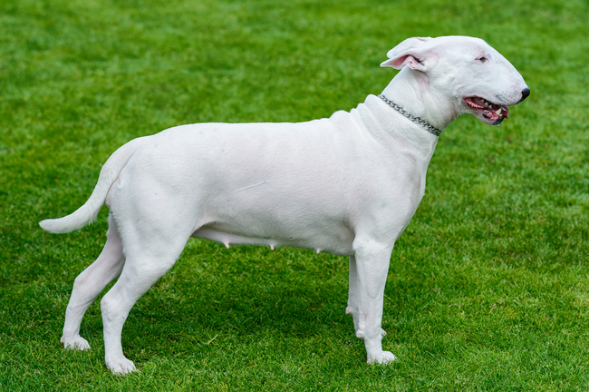 bull terrier dziś