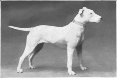 rasy psów zmodyfikowanych genetycznie bull terrier z 1915 roku