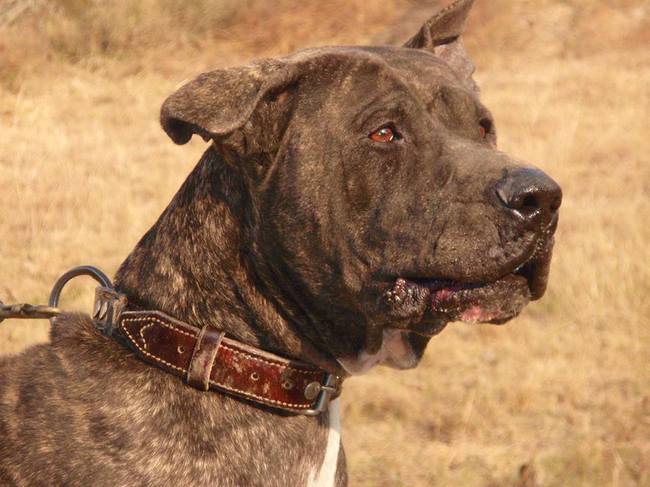rasa psa pakistanski bully kutta