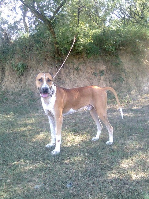 Zdjecie psa rasy Bully Kutta 