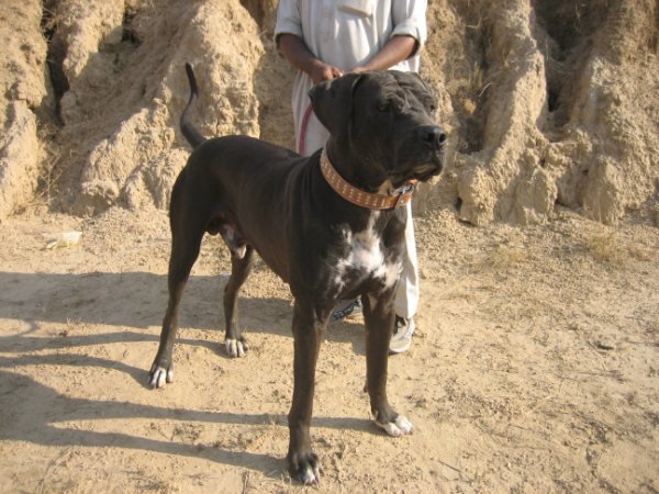 Bully Kutta rasa psów z Pakistanu