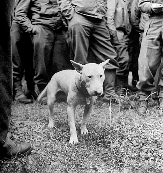 Generał George Patton z bulterierem Williem