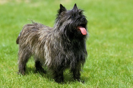 Pies rasy Cairn Terrier
