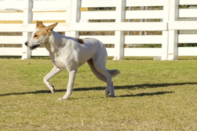 Pies rasy Canaan dog Historia Canaan Dog - współczesny canaan dog