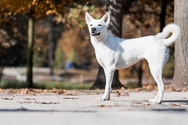 mity na temat canaan dog (rasy psa)