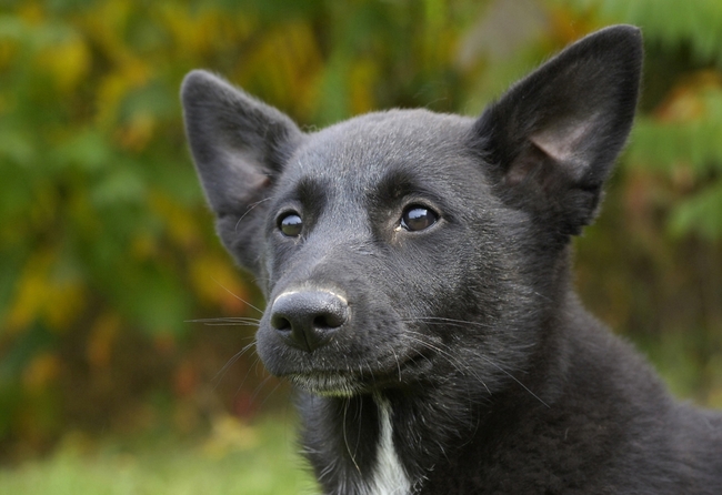 Pies Canaan dog