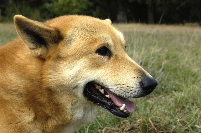 Canaan dog