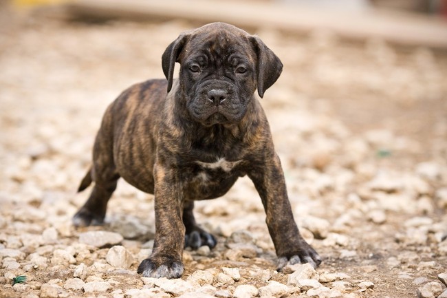 Cane corso brązowo pręgowany