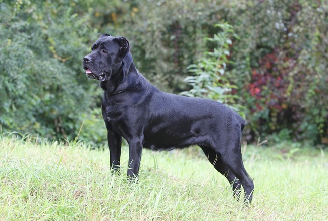 Czarny cane corso
