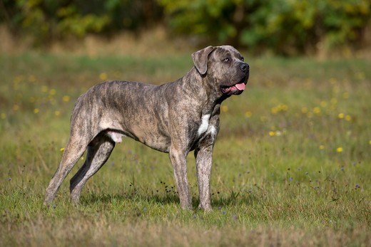 Cane corso pręgowany