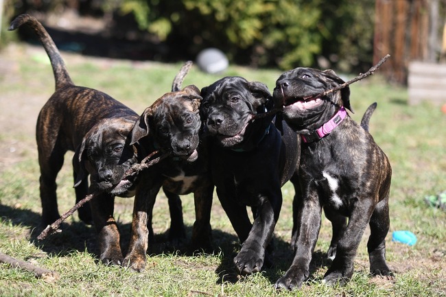 młode szczeniaki cane corso podczas zabawy w ogrodzie