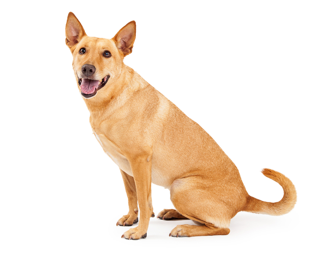 suczka carolina dog