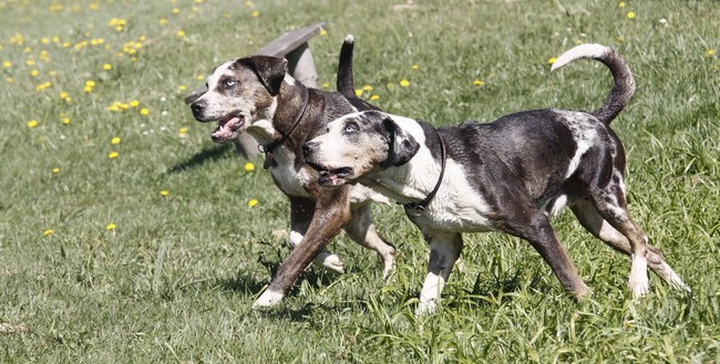 Dwa psy dog hog catahoula