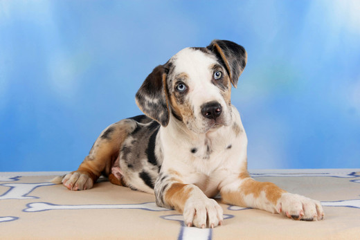 Szczeniak Catahoula leopard dog