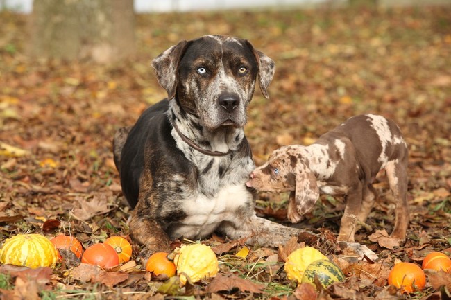 Catahoula leopard dog ze szczeniakiem