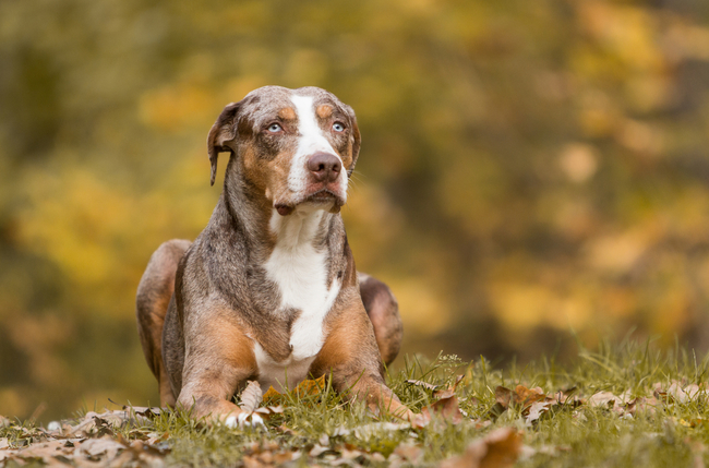najrzadsze rasy psów Catahoula leopard dog