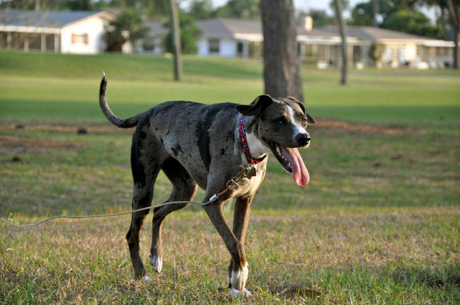 Amerykańska rasa psów Catahoula leopard dog