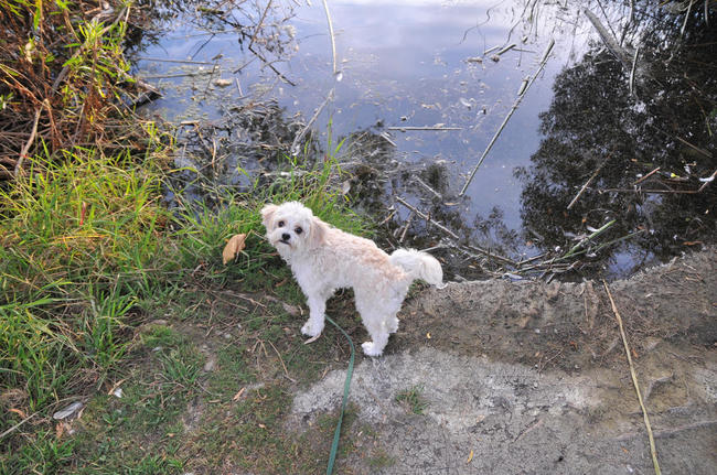 Pies Cavachon Cavachon psia hybryda
