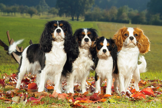 Cavalier king charles spaniel z łagodnym wyrazem pyska