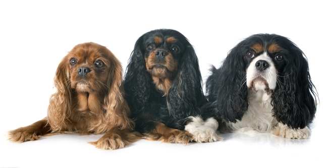 Cavaliery