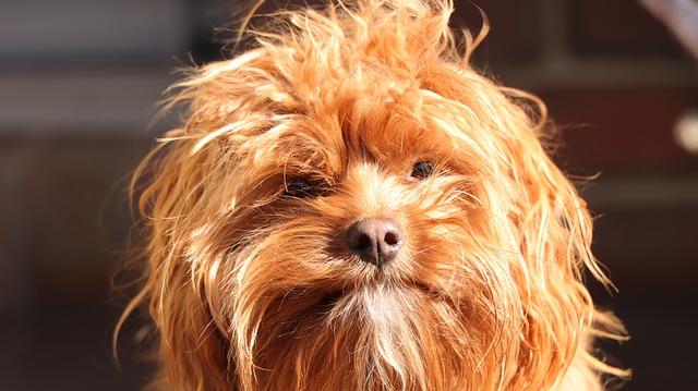 pies cavapoo
