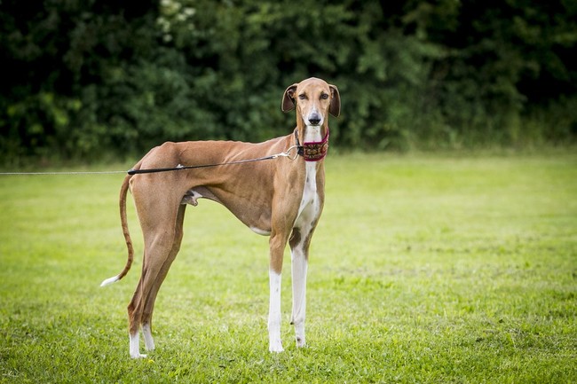 rasy psów z Afryki Azawakh