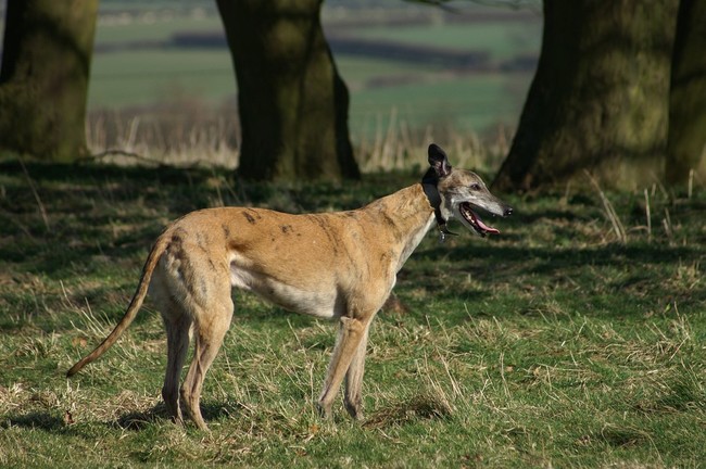 Suczka Moby Chart angielski greyhound