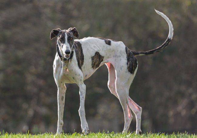Suczka Chart angielski Greyhound