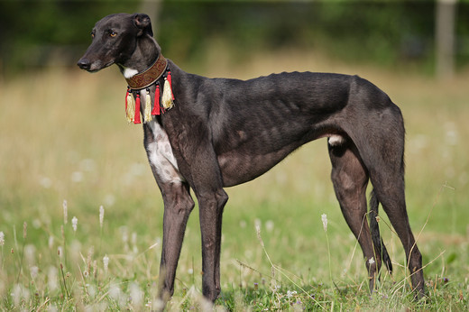 Rasa psa Chart angielski Greyhound