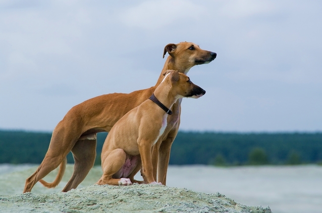 Chart angielski whippet nad morzem