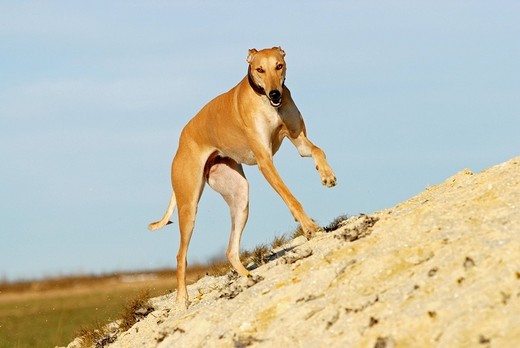 Rasa psów Chart hiszpański (Galgo espanol) Rasa psów Chart hiszpański (Galgo espanol)