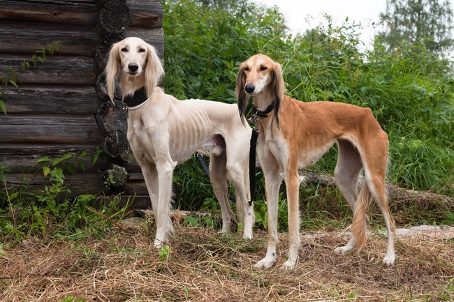 Charty perskie długowłose Saluki