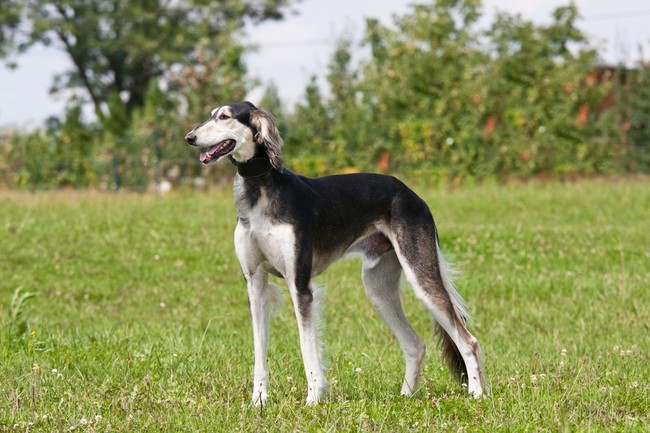 Saluki chart perski w odmianie długowłosej z frędzlami na uszach