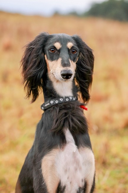 Budowa głowy u Chartów - chart perski Saluki
