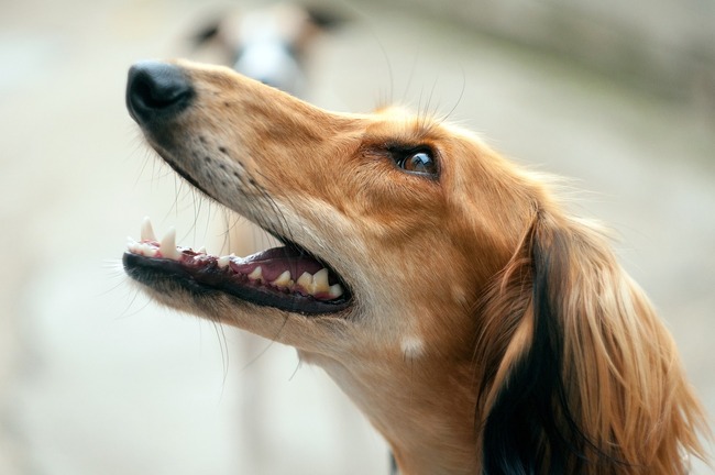 wyglad i cechy fizyczne saluki