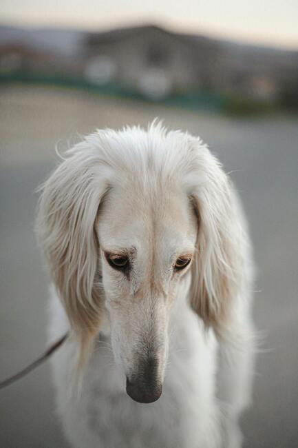 chart perski saluki