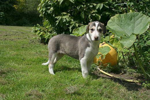 Szczeniak Charta polskiego (polish greyhound) Szczeniak Charta polskiego (polish greyhound)