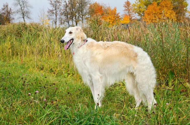 Rasa psów Chart rosyjski borzoj
