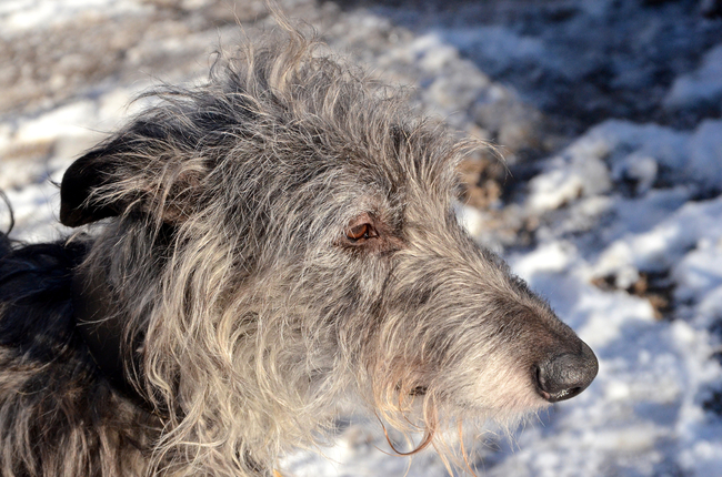 głowa charta szkockiego deerhound