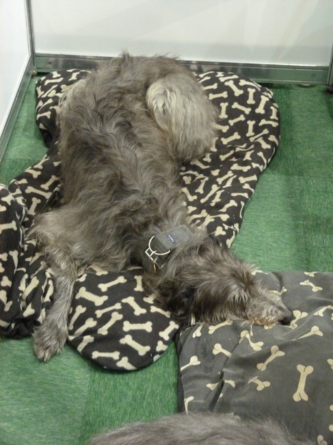 Pies rasy Chart szkocki Deerhound na wystawie psów rasowych