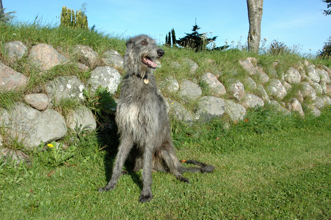 rasa psa chart szkocki deerhound