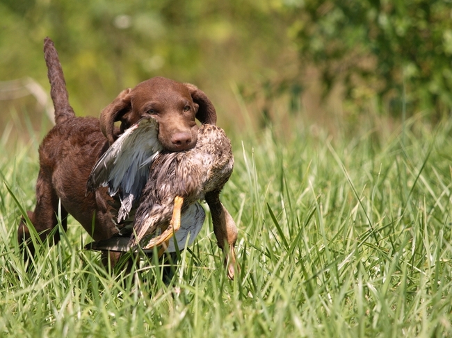 historia rasy Chesapeake Bay Retriever - szczeniak Chesapeake Bay Retriever