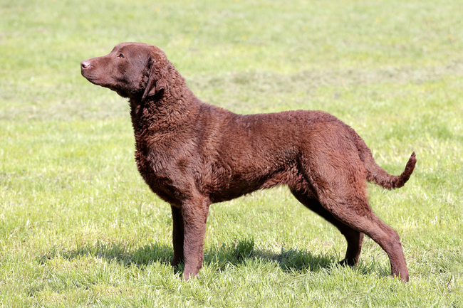 retrievery Chesapeake Bay Retriever