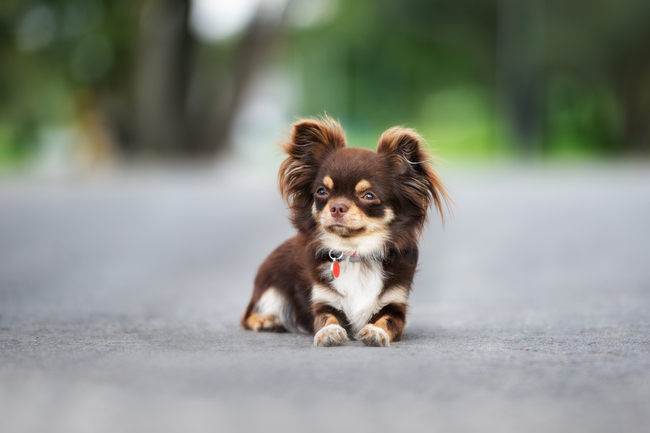 pies chihuahua psy które bardzo mało urosną chihuahua