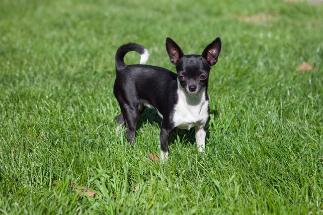 Chihuahua krótkowłosa chihuahua odmiana krótkowłosa