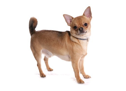 Chihuahua odmiana krótkowłosa