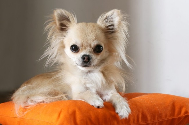 Chihuahua długowłosa Chihuahua (rasa psów) długowłosa